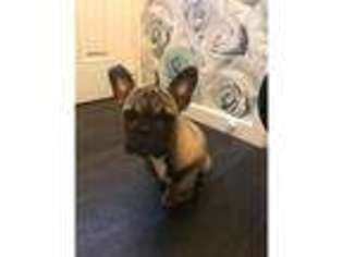 French Bulldog Puppy for sale in Portsmouth, Hampshire (England), United Kingdom