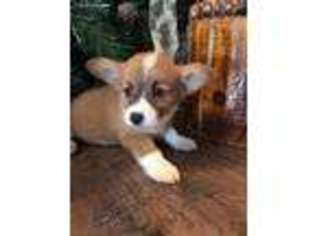 Pembroke Welsh Corgi Puppy for sale in Columbus, OH, USA