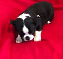 Boston Terrier Puppy for sale in Eastman, GA, USA