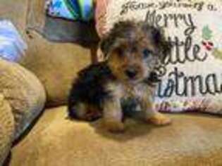 Yorkshire Terrier Puppy for sale in Bedford, IN, USA