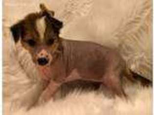 Chinese Crested Puppy for sale in Waxahachie, TX, USA