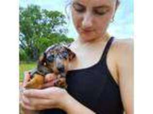 Dachshund Puppy for sale in Austin, TX, USA