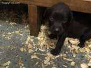 Labrador Retriever Puppy for sale in Coatesville, IN, USA