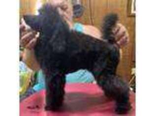 Mutt Puppy for sale in Lake Charles, LA, USA