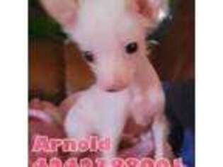Chinese Crested Puppy for sale in San Francisco, CA, USA