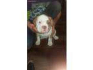 Olde English Bulldogge Puppy for sale in Ogden, UT, USA