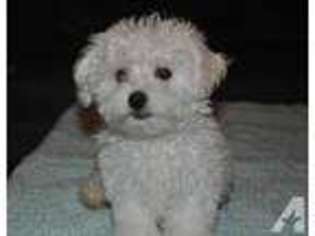 Havanese Puppy for sale in HUDSONVILLE, MI, USA