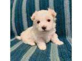 Maltese Puppy for sale in Owego, NY, USA