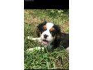 Cavalier King Charles Spaniel Puppy for sale in Richmond, VA, USA