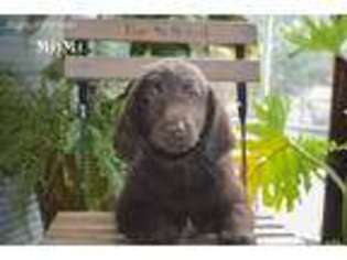 Flat Coated Retriever Puppy for sale in Lyons, OH, USA