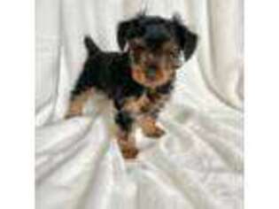 Yorkshire Terrier Puppy for sale in Lithonia, GA, USA
