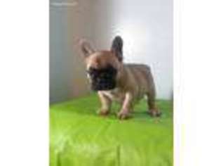 French Bulldog Puppy for sale in Shrewsbury, MA, USA
