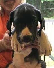 Great Dane Puppy for sale in Syracuse, NY, USA