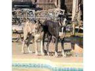 Great Dane Puppy for sale in Strathmore, CA, USA