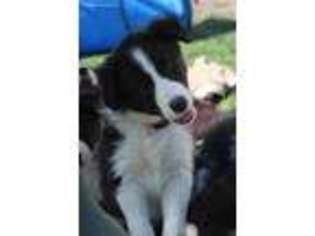 Border Collie Puppy for sale in Antler, ND, USA