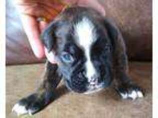 Boxer Puppy for sale in Amery, WI, USA