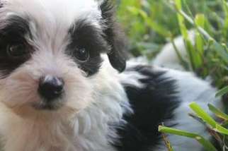 Mutt Puppy for sale in Ocoee, FL, USA