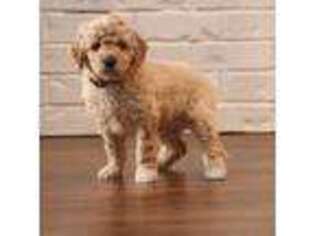 Goldendoodle Puppy for sale in Douglass, TX, USA