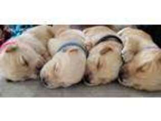 Golden Retriever Puppy for sale in Andrews, SC, USA