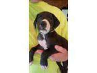 Great Dane Puppy for sale in Upper Sandusky, OH, USA