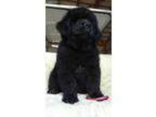 Newfoundland Puppy for sale in Mount Victory, OH, USA