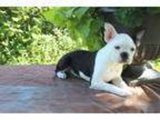 Mutt Puppy for sale in Fennimore, WI, USA