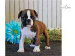 Cavalier King Charles Spaniel Puppy for sale in Harrisburg, PA, USA