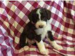 Mutt Puppy for sale in Franklin, KY, USA