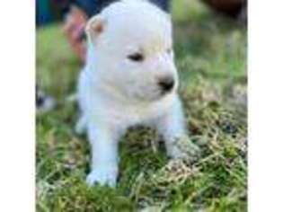 Siberian Husky Puppy for sale in Anaheim, CA, USA