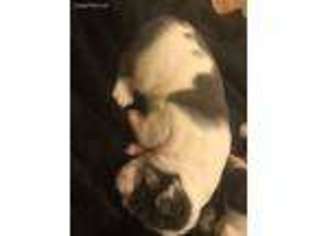 Olde English Bulldogge Puppy for sale in Mesa, AZ, USA