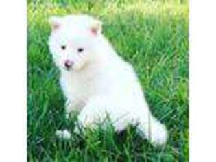 Alaskan Malamute Puppy for sale in Farmersville, CA, USA