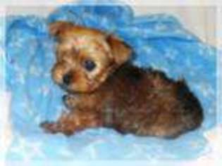 Yorkshire Terrier Puppy for sale in PFLUGERVILLE, TX, USA