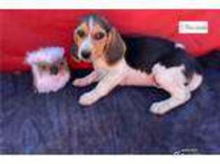 Beagle Puppy for sale in Tulsa, OK, USA