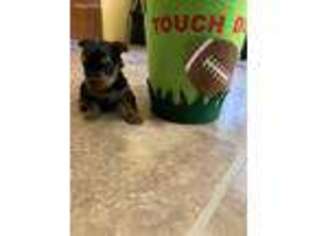 Yorkshire Terrier Puppy for sale in Rapidan, VA, USA