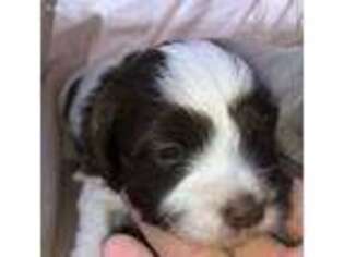 Havanese Puppy for sale in Quaker City, OH, USA