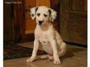 Dalmatian Puppy for sale in Falcon, MO, USA