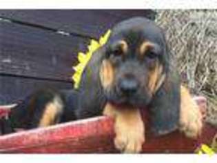 Bloodhound Puppy for sale in Oklahoma City, OK, USA