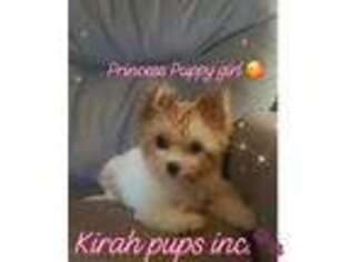 Chorkie Puppy for sale in Albany, NY, USA