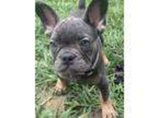 French Bulldog Puppy for sale in Marysville, OH, USA