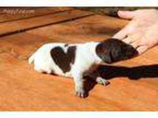 German Shorthaired Pointer Puppy for sale in Lauderdale, MS, USA
