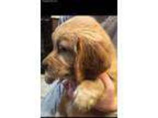 Golden Retriever Puppy for sale in Fort Worth, TX, USA