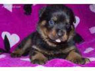 Rottweiler Puppy for sale in Lithonia, GA, USA