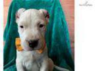 Dogo Argentino Puppy for sale in Lancaster, PA, USA