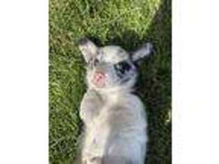 Pembroke Welsh Corgi Puppy for sale in Garrison, MT, USA