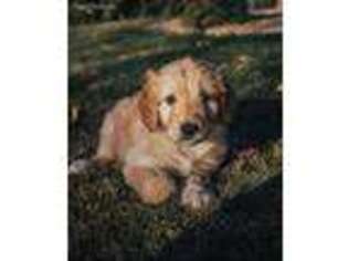 Goldendoodle Puppy for sale in Port Orchard, WA, USA