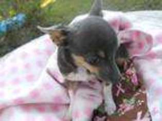 Rat Terrier Puppy for sale in ARCHER, FL, USA