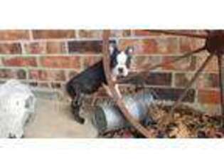 Boston Terrier Puppy for sale in Alvarado, TX, USA