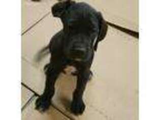 Great Dane Puppy for sale in Olive Hill, KY, USA