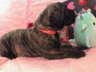 Great Dane Puppy for sale in Hollister, CA, USA