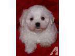 Maltese Puppy for sale in LEXINGTON, NC, USA